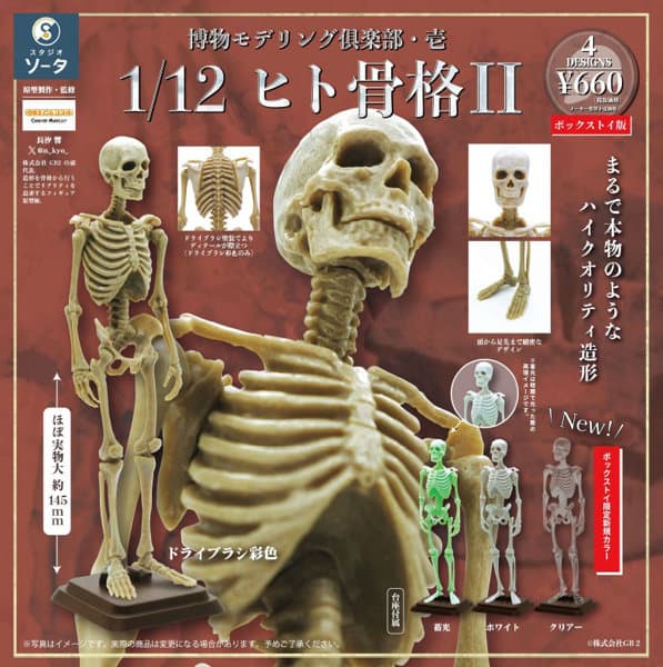 【BOX販売】博物モデリング倶楽部・壱 1/12ヒト骨格II （全4種） 1BOX:4個入