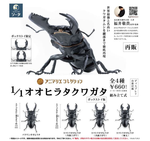 【再販】【BOX販売】アニマリエコレクション 1/1オオヒラタクワガタ （全4種） 1BOX:4個入