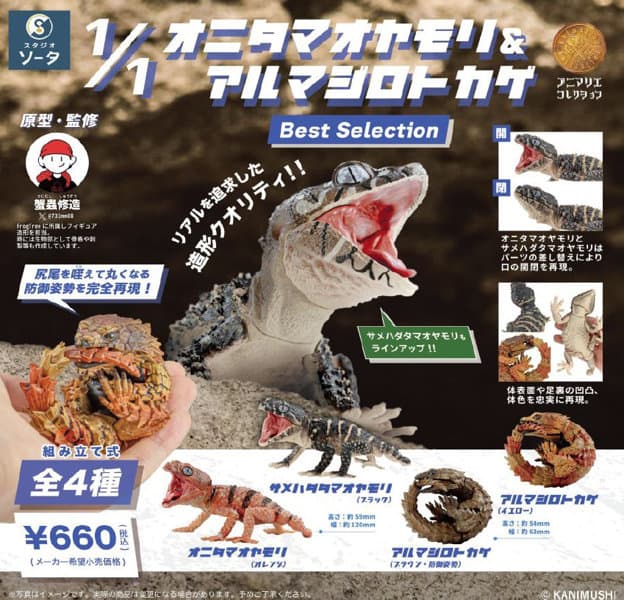 【BOX販売】オニタマオヤモリ＆アルマジロトカゲ Best Selection （全4種） 1BOX:4個入