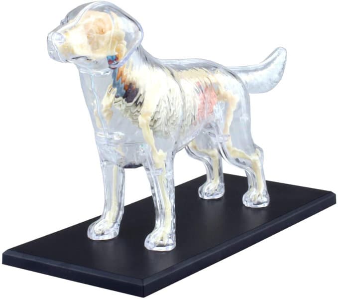 4D VISION 動物解剖モデル 犬解剖スケルトンモデル