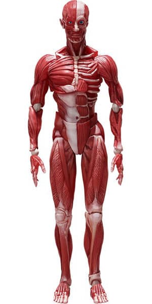 figma 人体模型